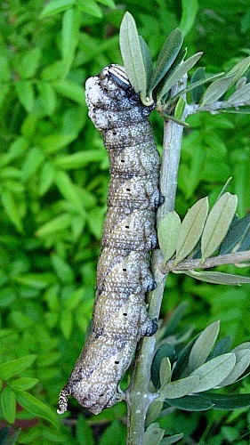 Final instar brown larval form of Acherontia atropos on olive, Catalonia, Spain. Photo: © Ben Trott.