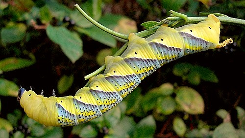 Final instar yellow larval form of Acherontia atropos. Photo: © Tony Pittaway