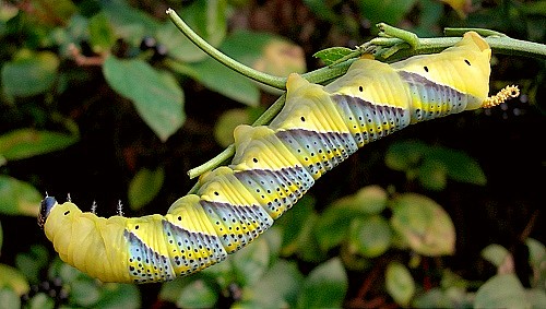 Acherontia atropos