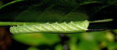 Second instar larva of Acherontia atropos. Photo: © Tony Pittaway