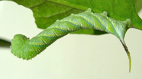 Third instar larva of Acherontia atropos. Photo: © Tony Pittaway