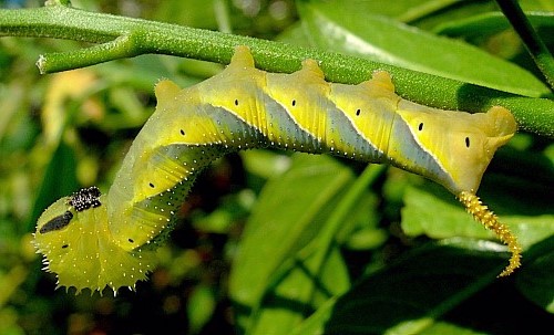 Fourth instar larva of Acherontia atropos (yellow form). Photo: © Tony Pittaway
