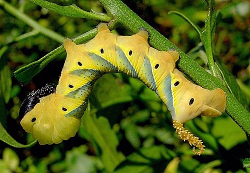 Immature final instar larva of Acherontia atropos (yellow form). Photo: © Tony Pittaway