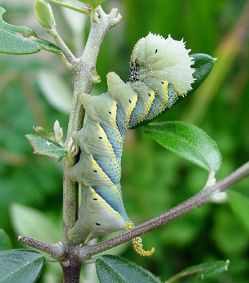 Fourth instar larva of Acherontia atropos (pale form) on olive, Catalonia, Spain. Photo: © Ben Trott.