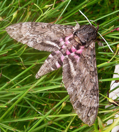 Female Agrius cingulatus, Castries, St. Lucia. Photo: © Gail Hampshire.