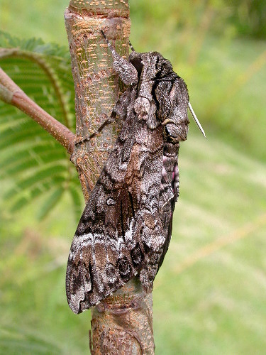 Male Agrius cingulatus, Guatemala, 2004. Photo: © Jean Haxaire.
