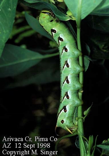 Final instar green form larva of Agrius cingulatus, Pima County, Arizona, USA, 12.ix.1998. Photo: © M. Singer.