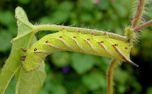 Fourth instar larva of Agrius cingulatus, Cordoba, Argentina, 16.iii.2010. Photo: © Tony Pittaway.