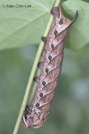 Early final instar brown form larva of Agrius cingulatus, Boca Raton, Palm Beach County, Florida, USA, 1.ix.2008. Photo: © Alan Chin-Lee.