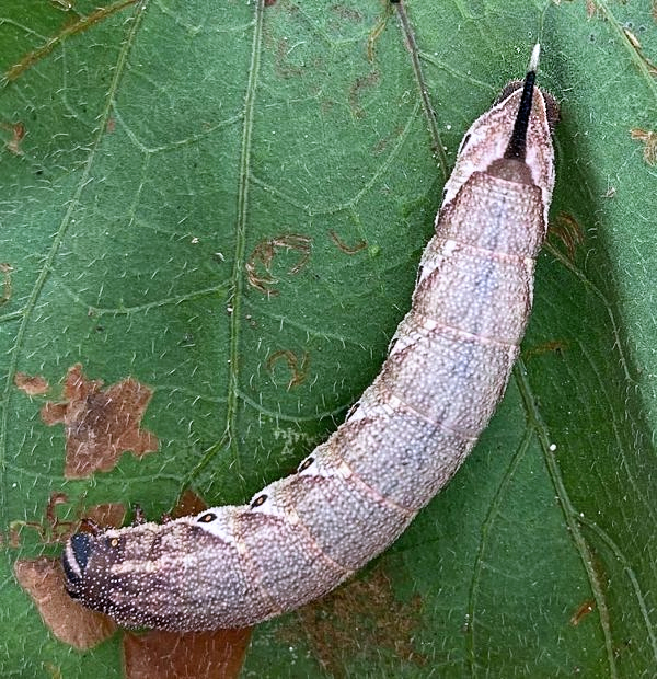 Final instar brown form larva of Agrius cingulatus, Jamaica, 18.vii.2023. Photo: © Qiaoqiao Zhang.