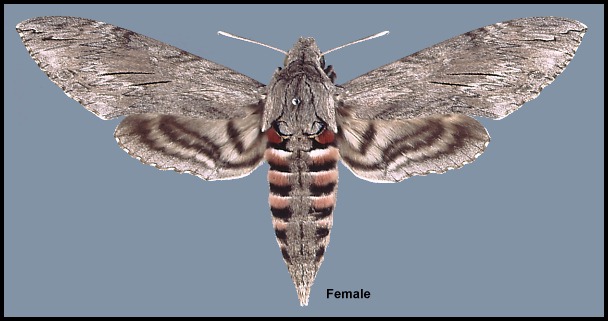 Female Agrius convolvuli, Hainsdorf-Brunnsee, nr. Mureck, Austria