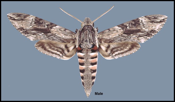 Male Agrius convolvuli, Algeria