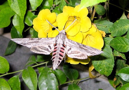 Male Agrius convolvuli at flowers of Tecoma stans, Sharm el Sheikh, Egypt. Photo: © Kari Tuomiranta