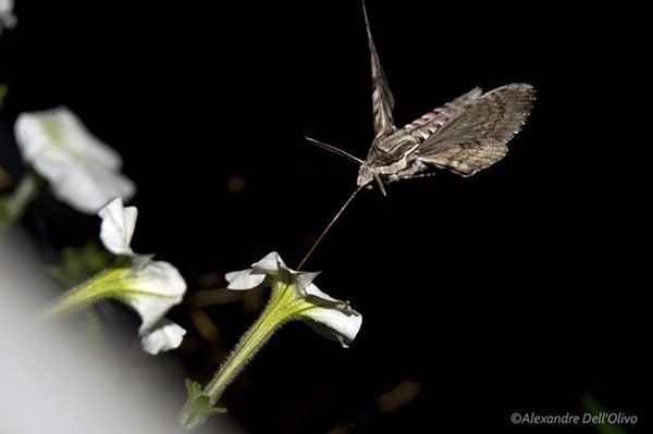 Male Agrius convolvuli at flowers of Petunia, La Chaux de Fonda, Canton of Neuchatel, Switzerland. Photo: © Alexandre Dell'Olivo