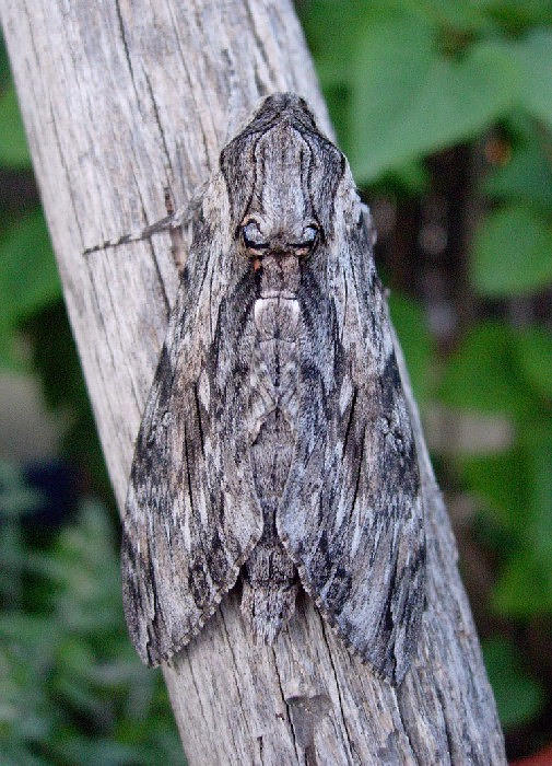 Resting male Agrius convolvuli, Catalonia, Spain. Photo: © Ben Trott