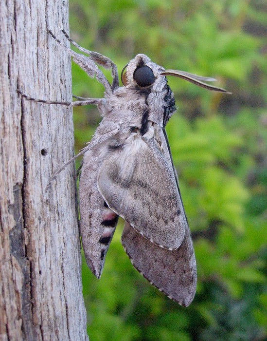 Male Agrius convolvuli drying wings, Catalonia, Spain. Photo: © Ben Trott