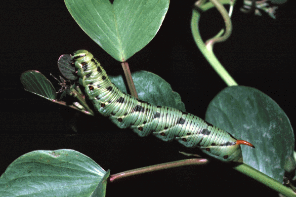 Full-grown larva of Agrius convolvuli (green form), Saudi Arabia. Photo: © Tony Pittaway.