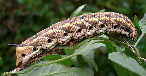 Full-grown larva of Agrius convolvuli (brown form), France. Photo: © Tony Pittaway.