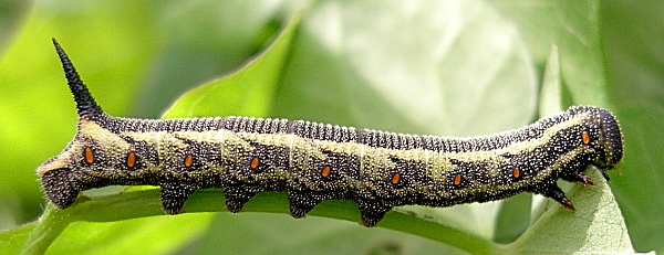 Fourth instar larva of Agrius convolvuli (brown form), France. Photo: © Tony Pittaway.