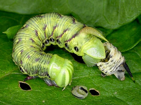 Final instar larva of Agrius convolvuli, just moulted, France. Photo: Mark Boddington.