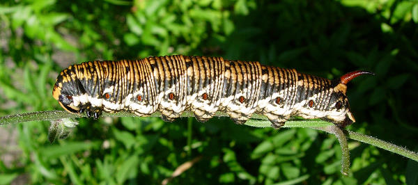 Full-grown larva of Agrius convolvuli (orange-backed form), Catalonia, Spain. Photo: © Ben Trott.