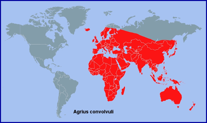 Global distribution of Agrius convolvuli. Map: © Tony Pittaway.