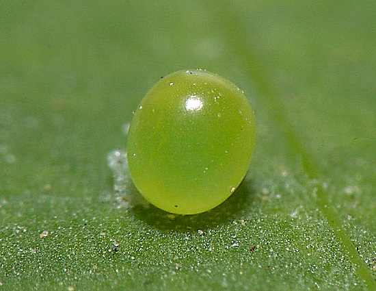 Egg of Agrius convolvuli, Hefei, Anhui, China. Photo: © Dong Wei