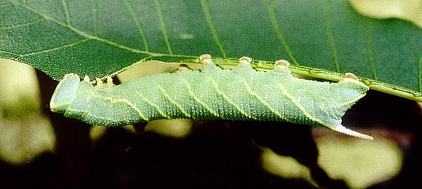 Normal larval form of Akbesia davidi, Turkey. Photo: © Martin Geck.