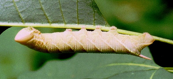 Pinkish-brown larval form of Akbesia davidi, Turkey. Photo: © Martin Geck.