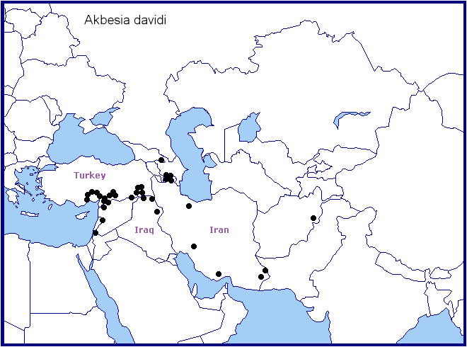 Global distribution of Akbesia davidi. Map: © Tony Pittaway.