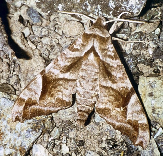 Male Acosmeryx naga naga, Afghanistan. Photo: © C. M. Naumann.