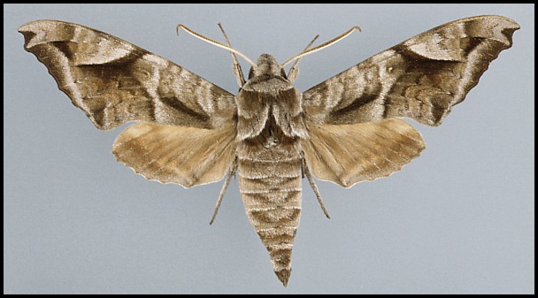 Male Acosmeryx naga naga, Kabul, Afghanistan.
