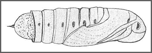 Pupa of Acosmeryx naga metanaga. Image: Mell, 1922b