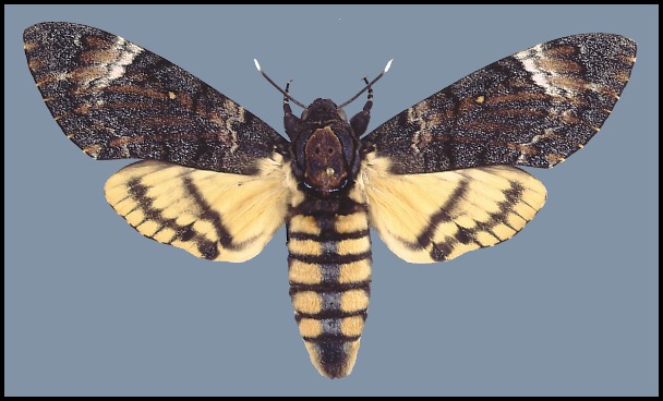 Female Acherontia styx, Ras Tanura, eastern Saudi Arabia. Photo: © Tony Pittaway.