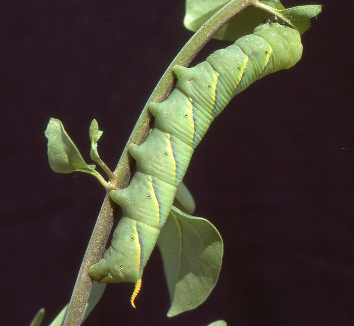 Full-grown larva of Acherontia styx on Volkameria inermis [syn. Clerodendrum inerme], Ras Tanura, eastern Saudi Arabia. Photo: © Tony Pittaway