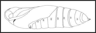 Pupa of Acherontia styx styx. Image: © Tony Pittaway.