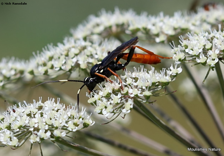 Amblyjoppa fuscipennis, tang de Mouze, France, 23.vii.2021. Photo: © 
Nick Ransdale.