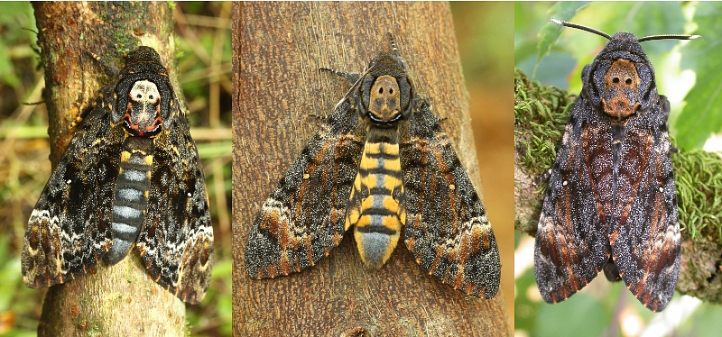 Acherontia atropos