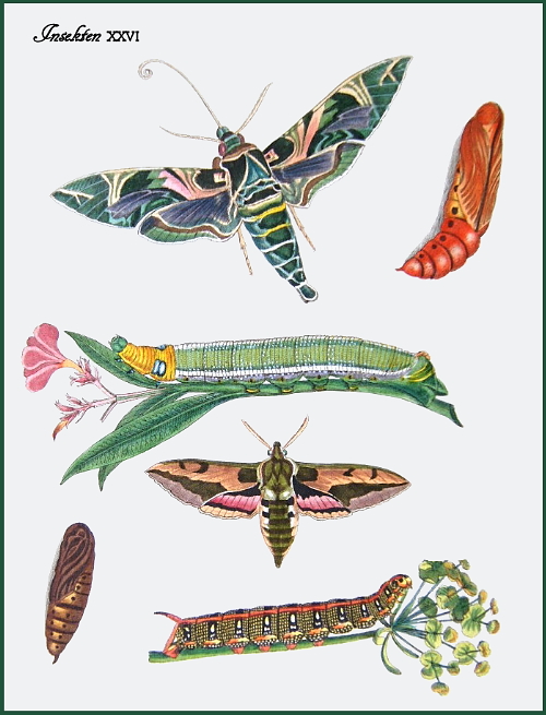 A plate from Bertuch & Bertuch (1802).