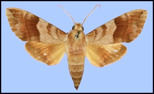 Male Clarina kotschyi, Iran. Photo: © Robert Young, Sphingidae Taxonomic Inventory, NHMUK.