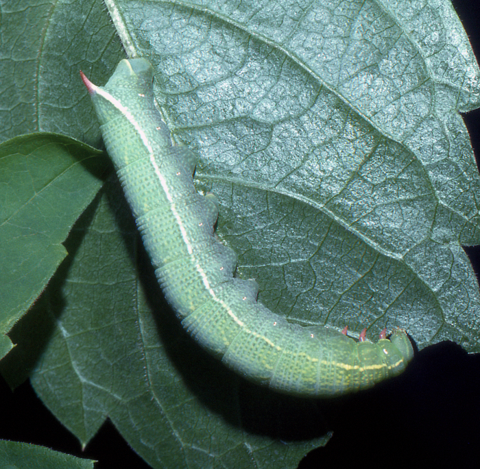 Full-grown larva of Clarina kotschyi, Shiraz, Iran. Photo: © Tony Pittaway.