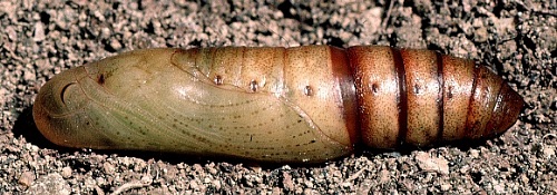 Pupa of Clarina kotschyi, Shiraz, Iran. Photo: © Tony Pittaway.