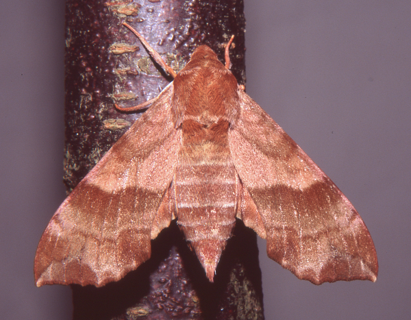 Female Clarina syriaca, Yesiloz, near Alanya, Turkey. Photo: © Tony Pittaway.