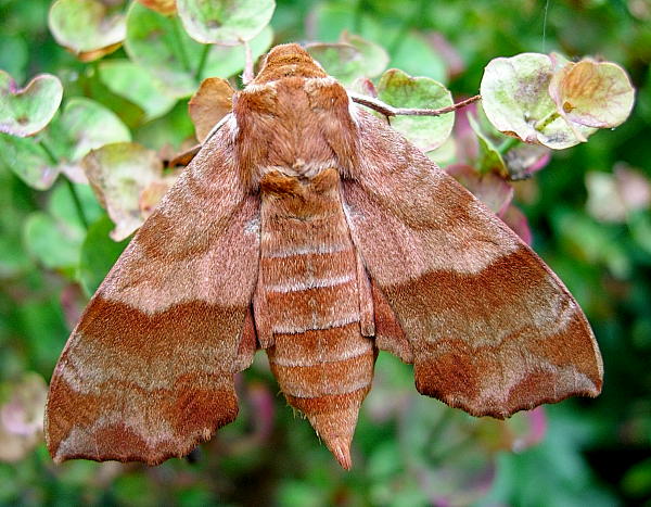 Female Clarina syriaca, Yesiloz, near Alanya, Turkey. Photo: © Tony Pittaway.