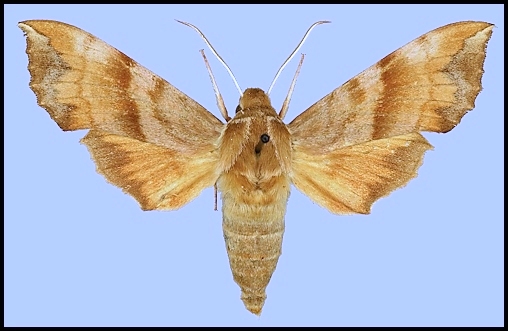 Male Clarina syriaca, Lebanon. Photo: © Robert Young, Sphingidae Taxonomic Inventory, NHMUK.