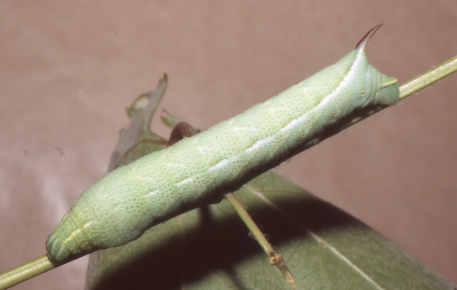 Full-grown larva of Clarina syriaca, Yesiloz, near Alanya, Turkey. Photo: © Tony Pittaway.