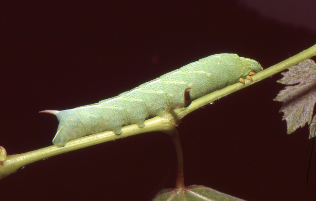 Full-grown larva of Clarina syriaca, Yesiloz, near Alanya, Turkey. Photo: © Tony Pittaway.