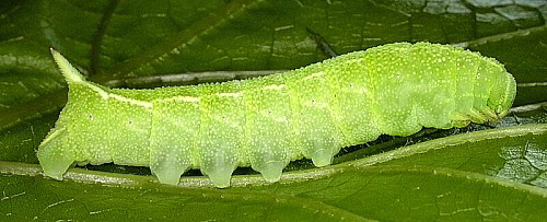 Fourth-instar larva of Clarina syriaca, Yesiloz, near Alanya, Turkey. Photo: © Mark Boddington.