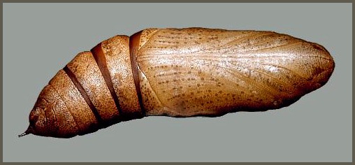 Pupa of Clarina syriaca, Yesiloz, near Alanya, Turkey. Photo: © Tony Pittaway.