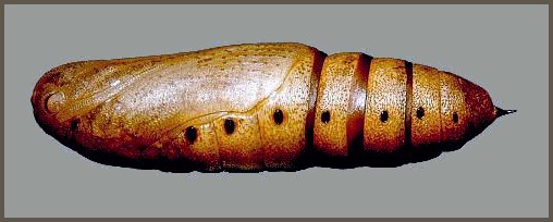 Pupa of Clarina syriaca, Yesiloz, near Alanya, Turkey. Photo: © Tony Pittaway.